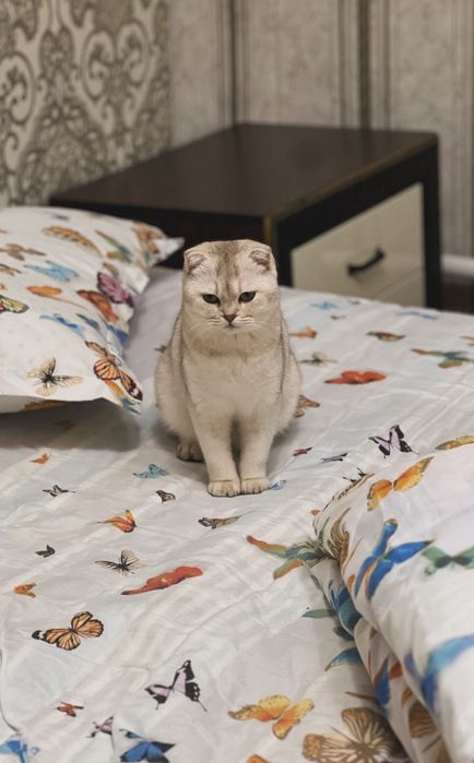 Продаётся котёнок, породы скоттиш-фолд.