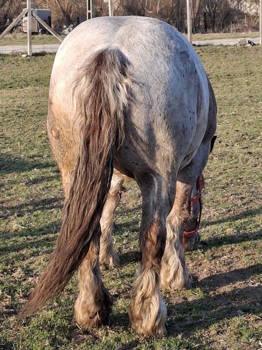 Vand iapa, 5 ani, 924 kg.