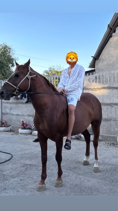 Осы айғыр сатылады!