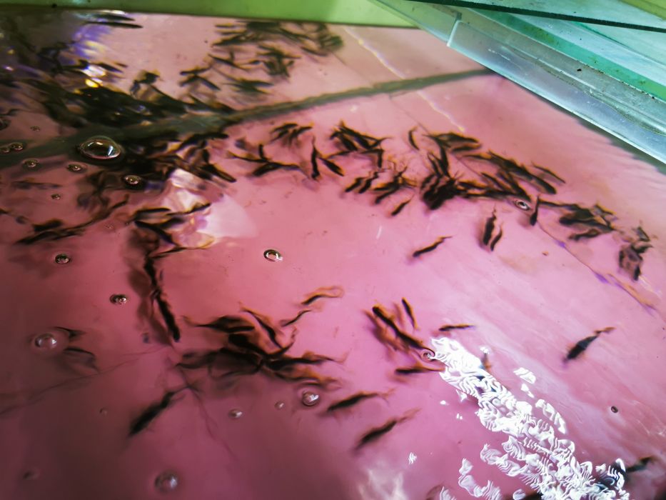 Sanitari de iazuri sau heleștee