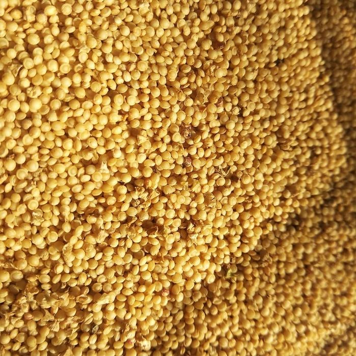 Амарант на корм/силос