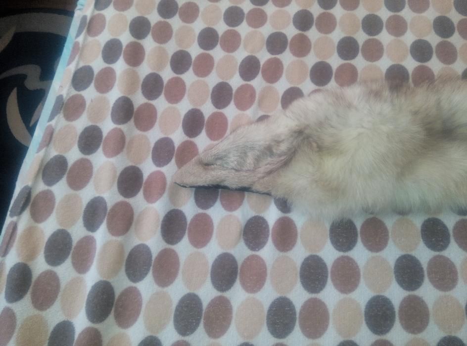 Vand guler haina Vulpe