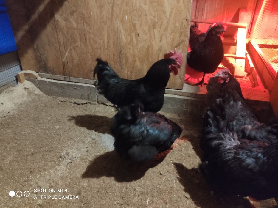 Инкубационные яйцо Австролорп