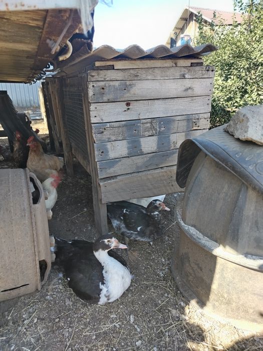 Продам индоуток.