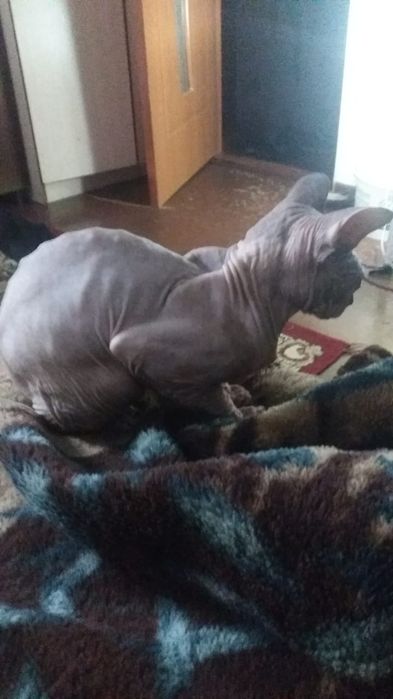 Конадский сфинкс кот