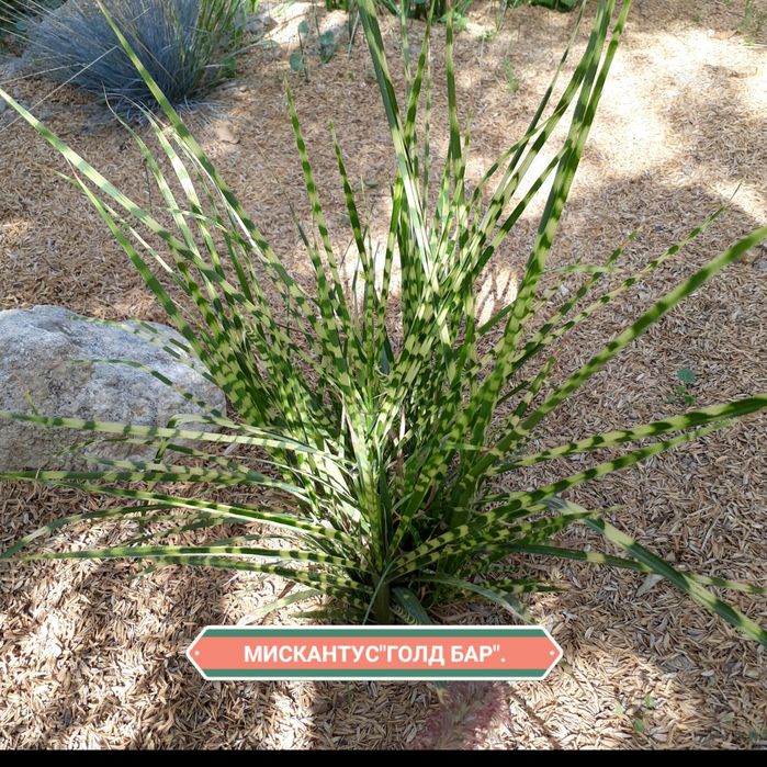 Садовые растения.