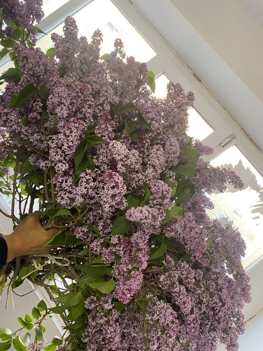 сирень бальшой букет свежие