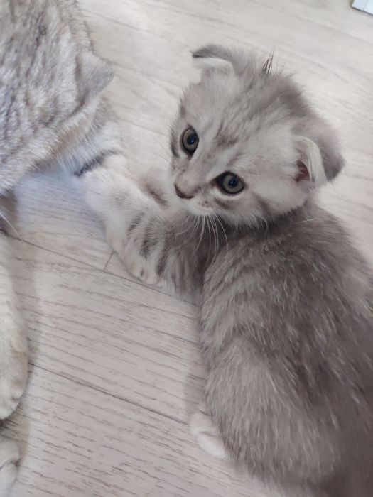 Вислоухие котята шотландцы