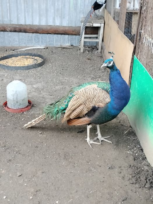 Fazani ,păuni , turturele ,papagali și rațe