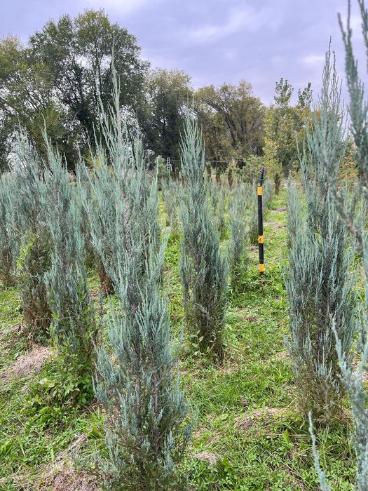 Ёлки все виды есть