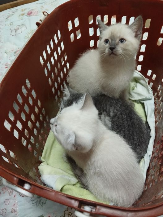 Продаются котята породы скоттиш фолд и скоттиш страйт