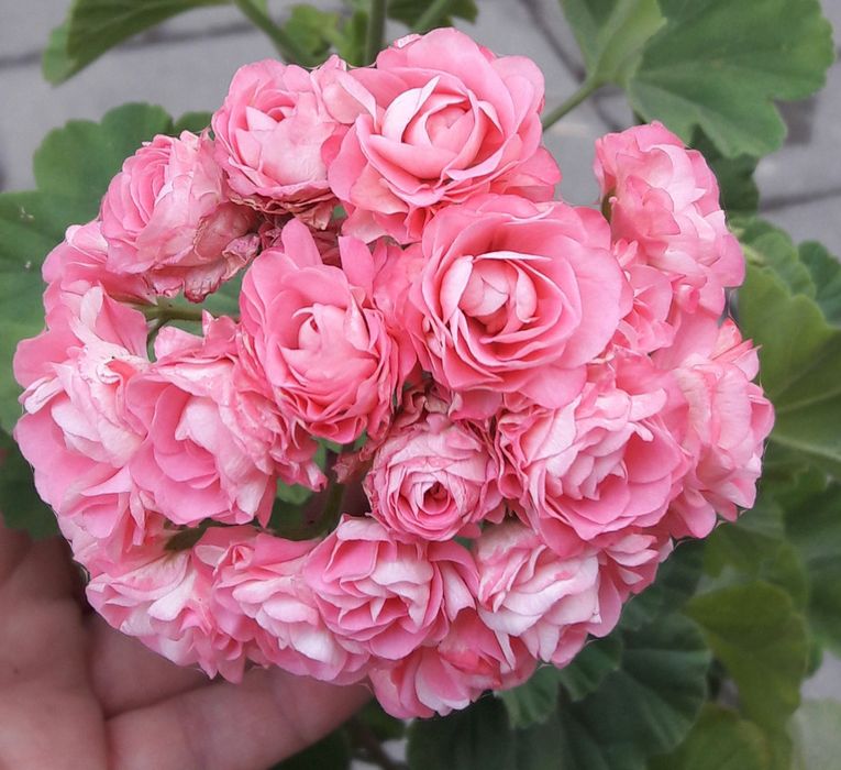 Пеларгония. Герань от 2000