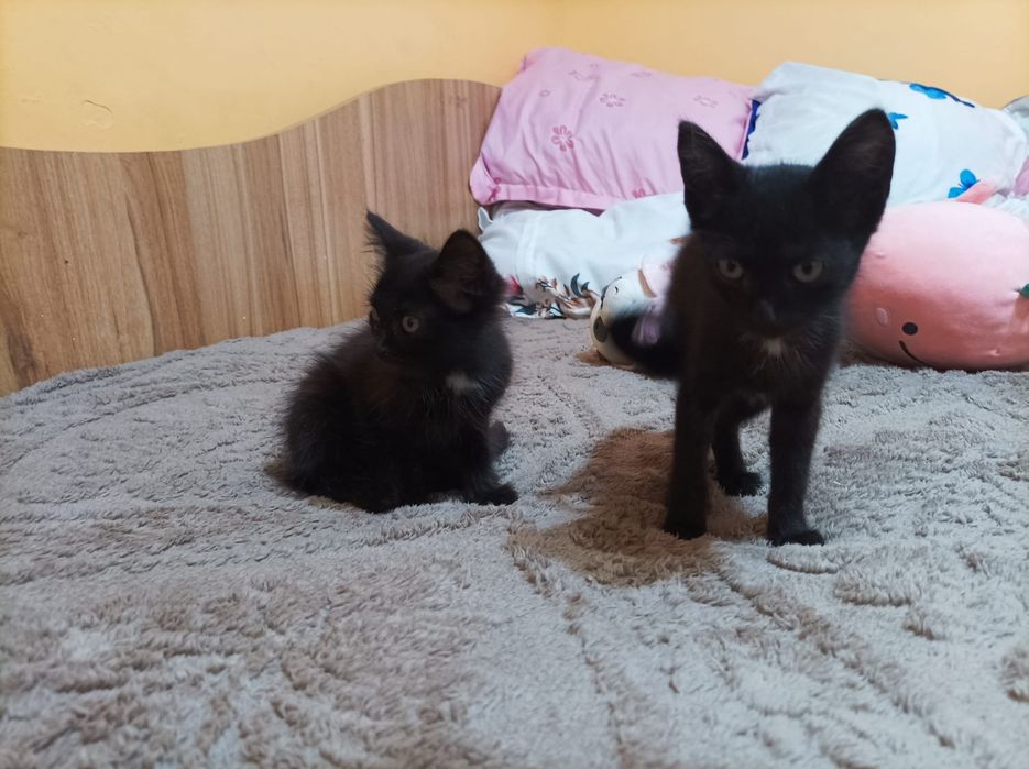 Dau spre adopție doi pui de pisica