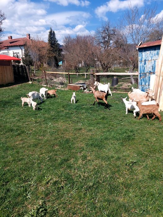 Capre la prima și a doua fătare.