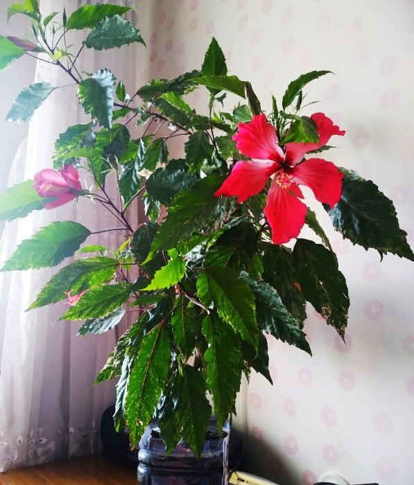 Продаю цветущий гибискус