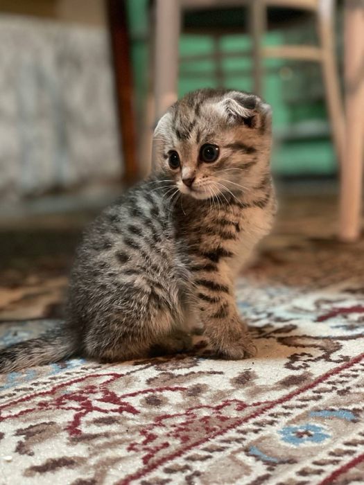 2 мальчика и одна девочка