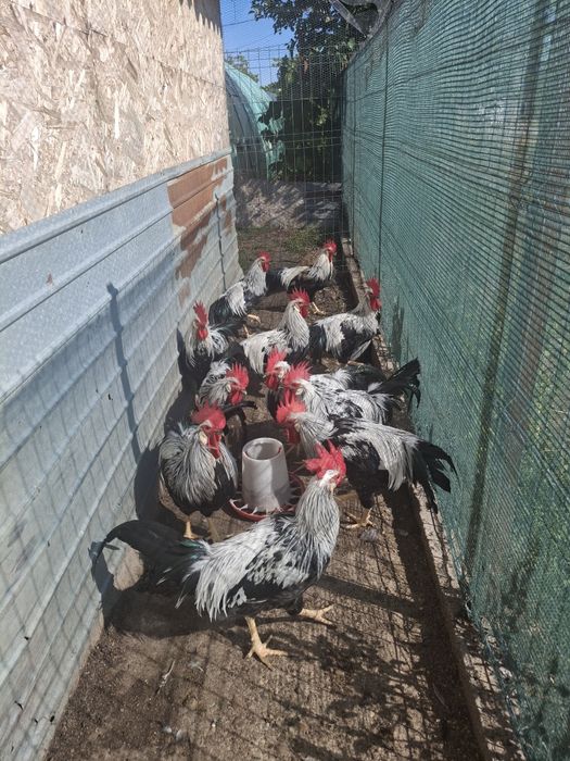 Motate olandeze, curcani negri cocosei rasa mixta  si cocosii italiana argintie vânzare..