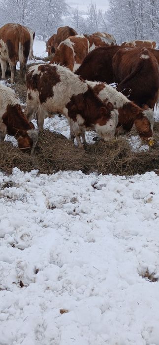 Vand taurasi din vaci bune de lapte