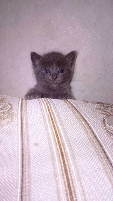 Породистые Котятки