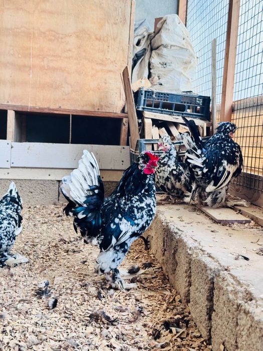 Yapon xo'rozla sotiladi!