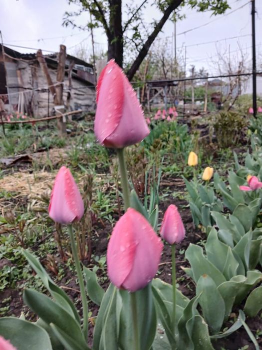 Тюльпаны не срезанные под срез