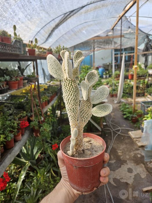 Kaktus lar sotiladi кактус