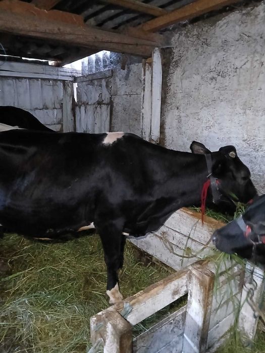 Vand vaca cu lapte tanara la al treilea vitel