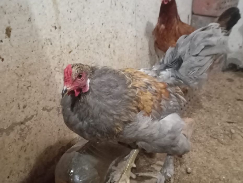 Продам домашних курей гусей и уток