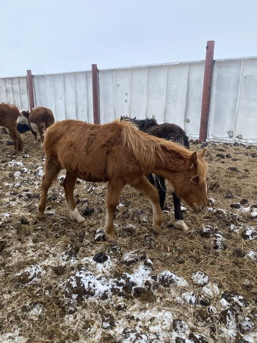 6 бас жабагы сатам
