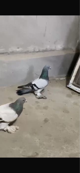Сизии сатылады  срочно