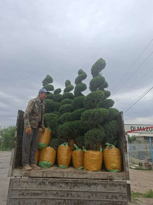 Продам туи, можжевельник , хризантемы в Актобе