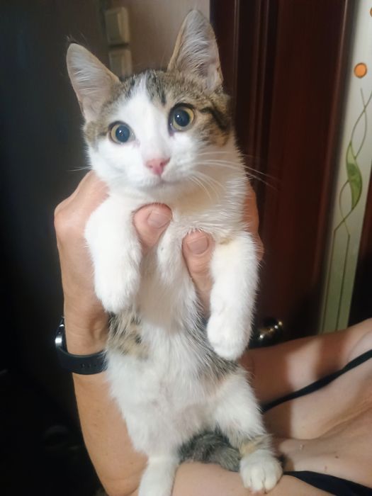 Отдам в добрые руки котенка