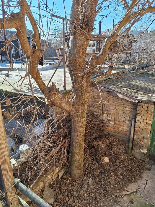 Продавам ствол от черничево дърво.