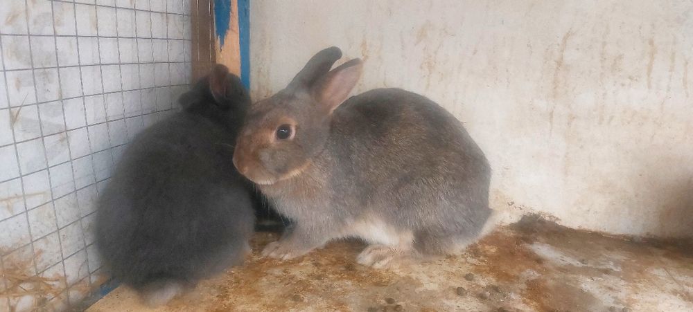 Кролик  Карлики продаётся