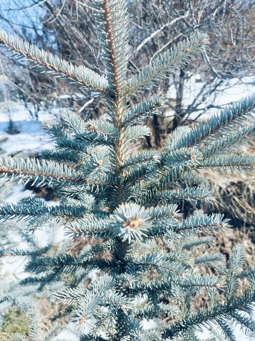 Ели голубые продам 2 метра