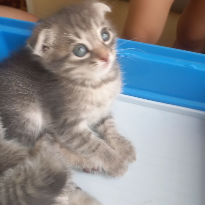 Вислоухий котёнок 1,5 мес {дев}