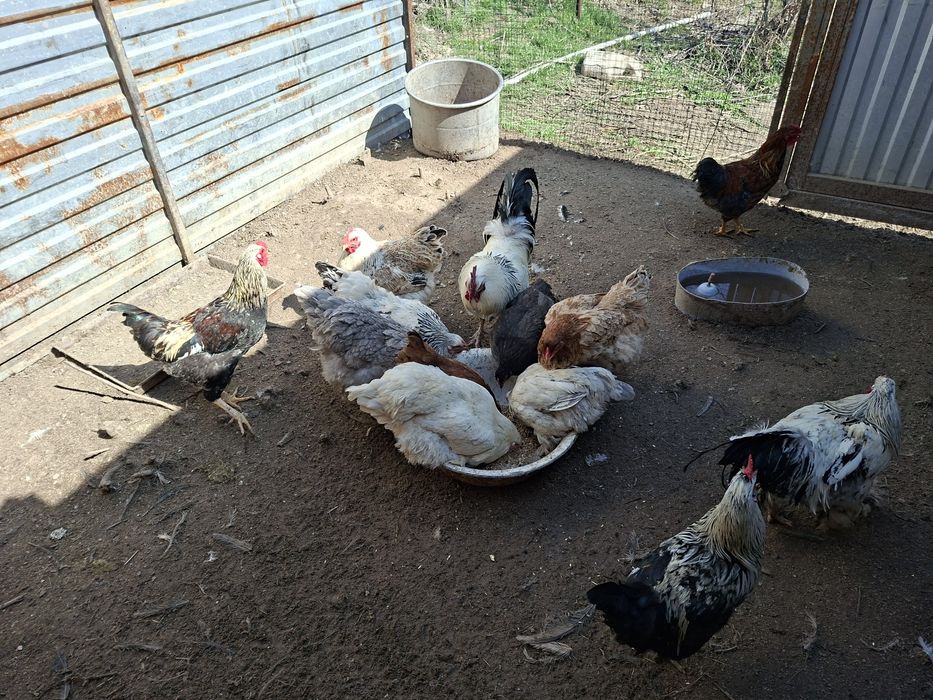 Продам петухов домашних