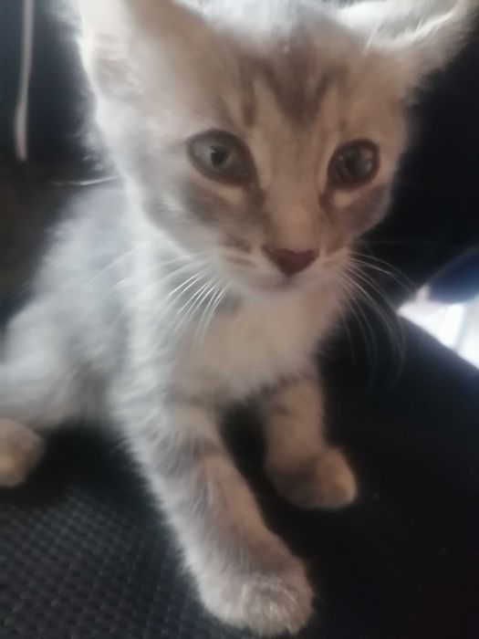 Котята 1,5 месяцев
