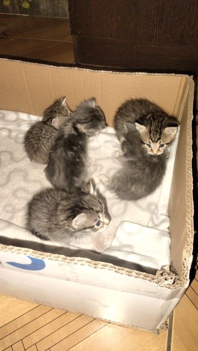 Отдам бесплатно котят