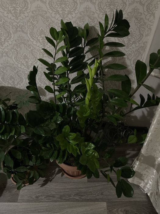 Продам замиакулькас.