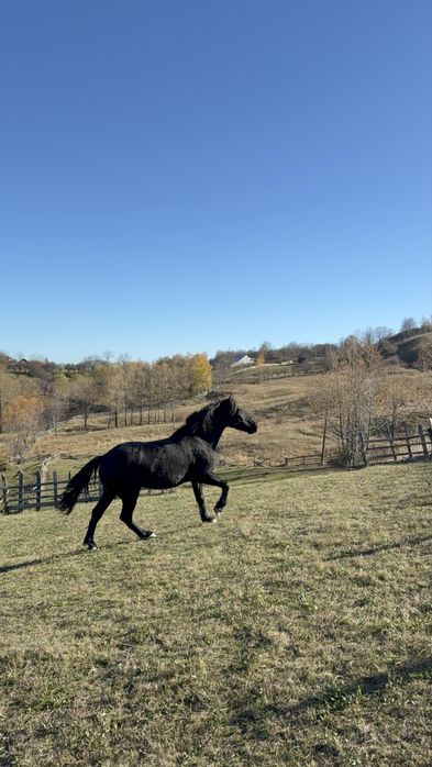 Iapa de vanzare-  3,8 ani