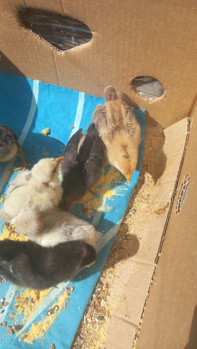Pui mixti de casa