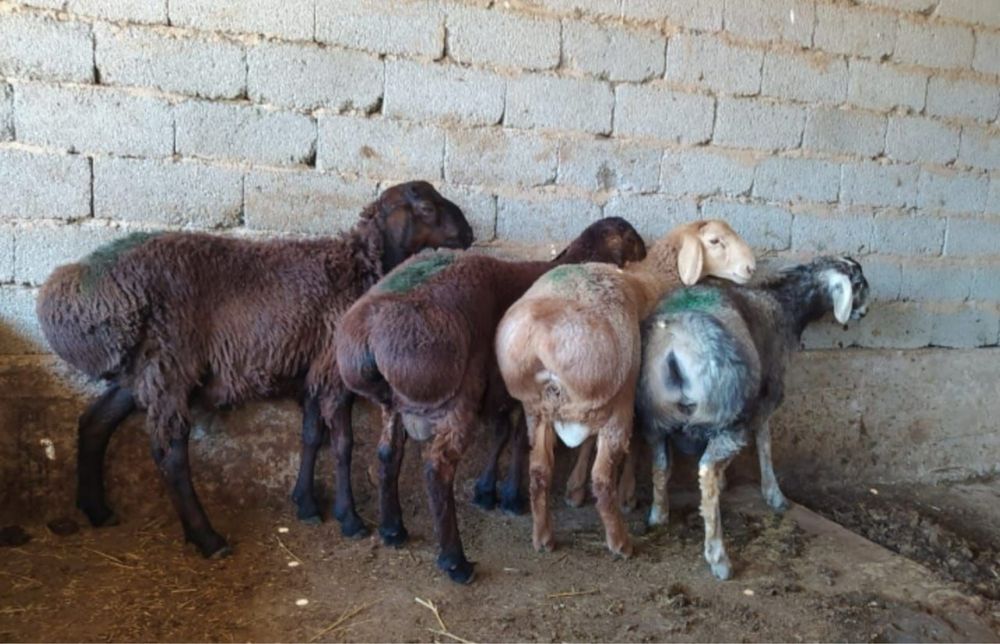 Семіз койлар токтылар сатылады