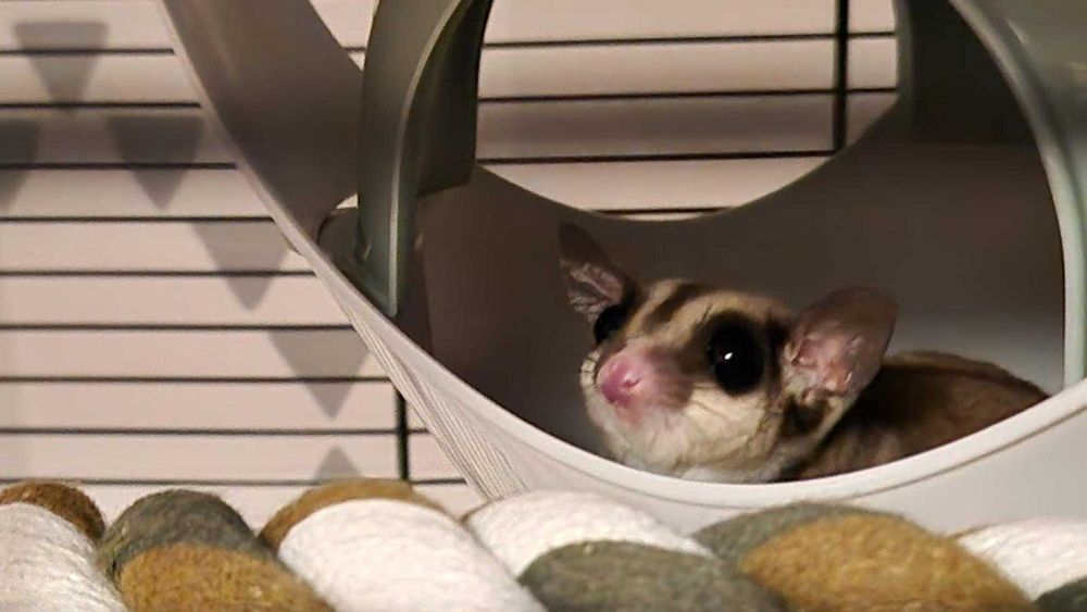 Veverita marsupiana