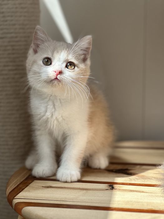 Британский короткошерстный