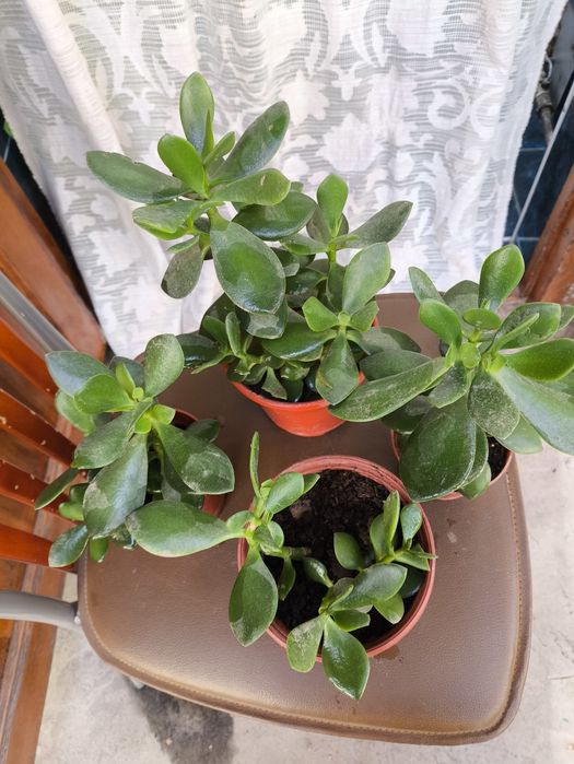 Домашние цветы из дома