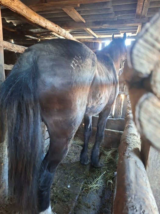 Продам табунный жеребец