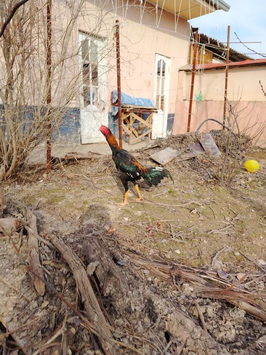 Жужа сотилади зори