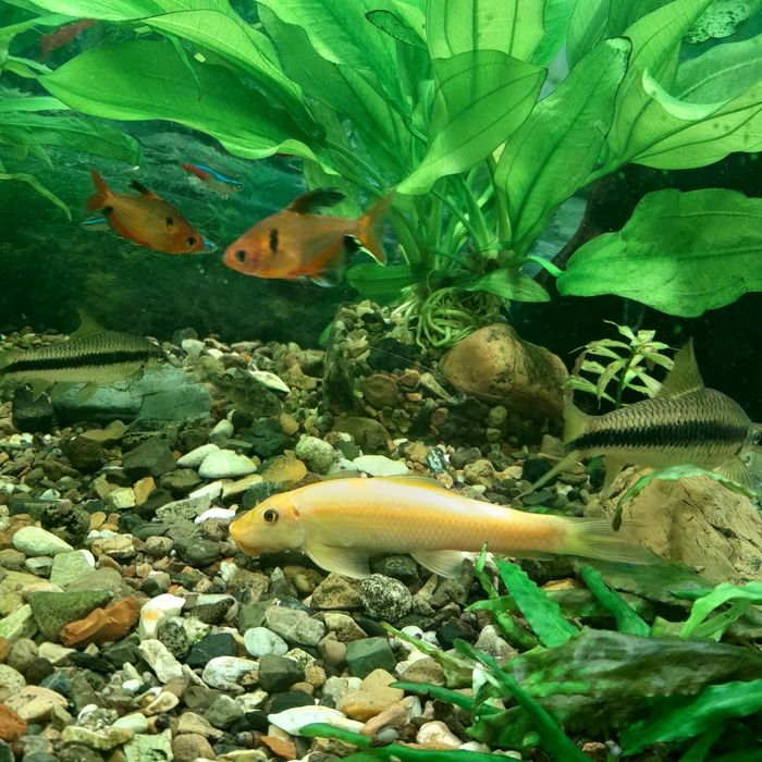 Аквариум 180л и тумба под него