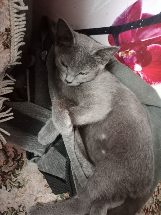 Отдам котят в добрые руки